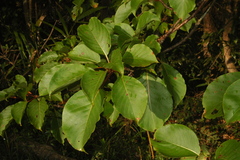 Hymenodictyon obovatum